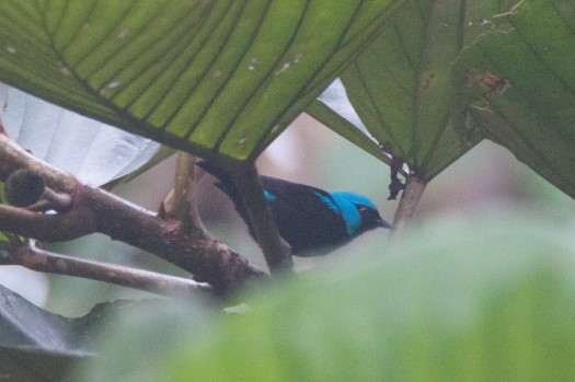Scarlet-thighed Dacnis at Rio Silanche